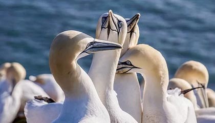 kaiyun官方入口登录-探索未来：澳大利亚队如何在国际赛场上打破瓶颈，澳大利亚队员