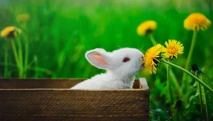 开云首页登录-摩洛哥遭遇保加利亚，欧洲杯预选赛胜负双方未定，摩洛哥足球队