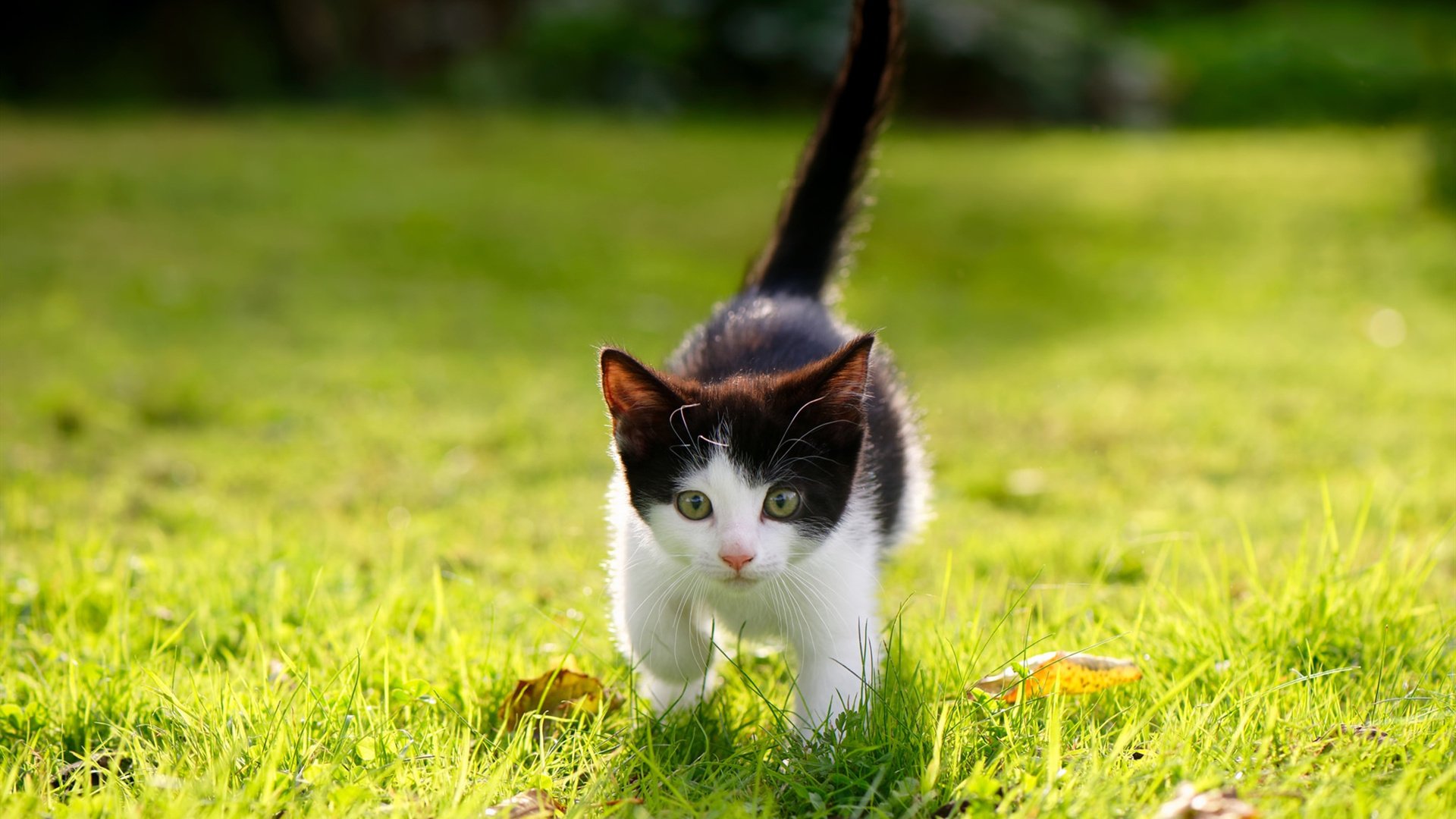 开云中国大陆-NBA球员“教育回馈计划”上线，奖励重返大学深造者