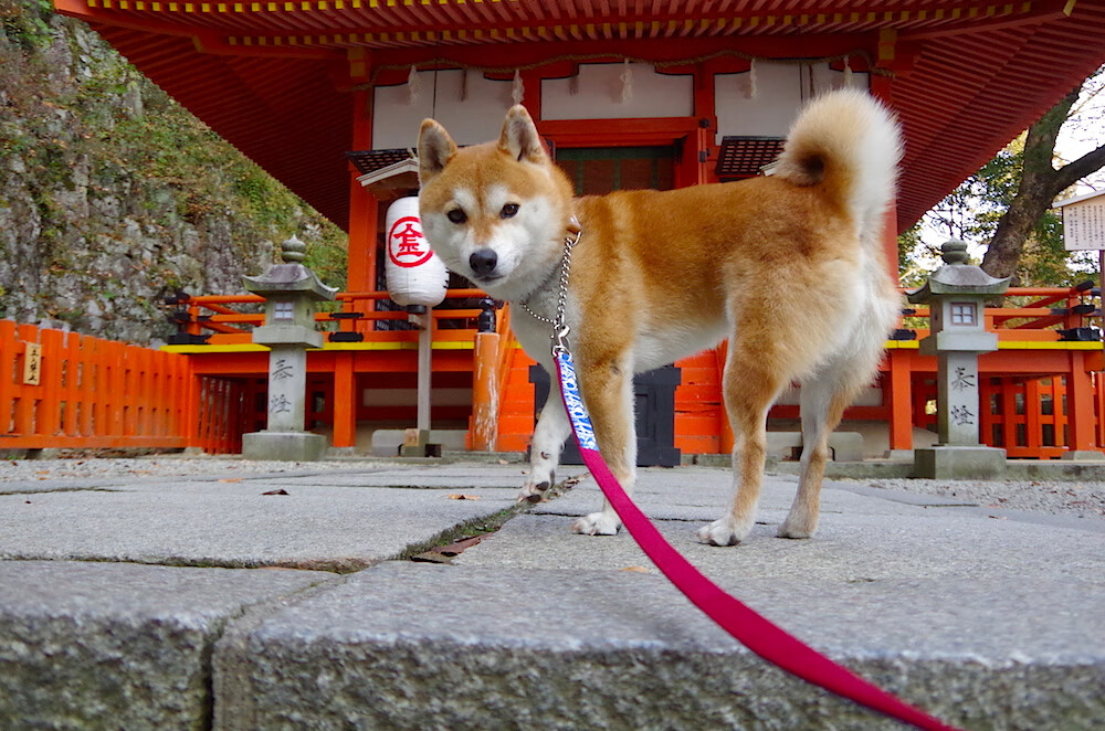 开云体育视频直播-_在城市天际线滑索飞跃：速度与惊险的巅峰体验_，城市天际线飞机在滑行道起飞