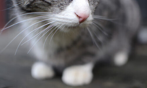 开云在线直播-_夜市嘉年华：灯火辉煌中的全民趣味挑战_，有关夜市的主题活动名称