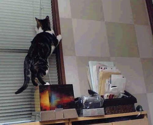 kaiyun开云·官方网站-_爵士队全面发力，连续获胜_，爵士队很强吗