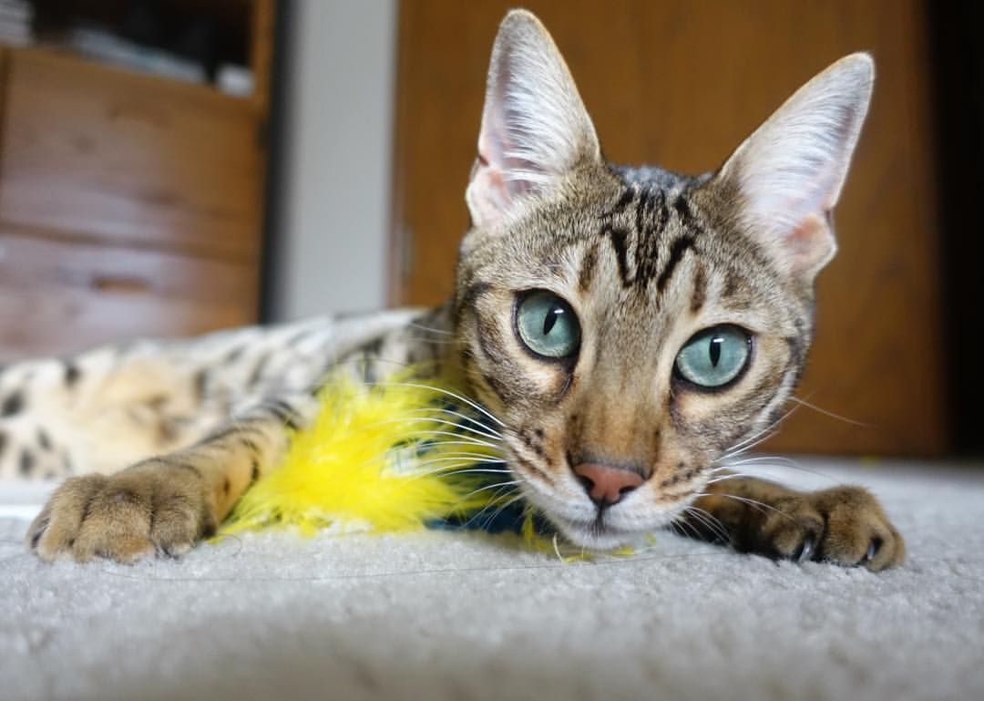 开云体育APP下载-“意甲逆势突围：球队奋勇争夺欧战门票”，意甲巅峰