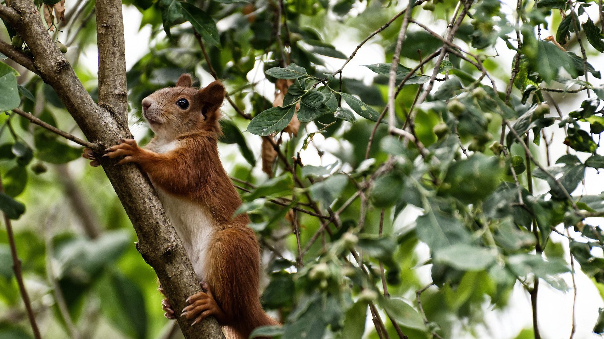 开云官方-全球最热台球赛事全面盘点，台球世界赛事