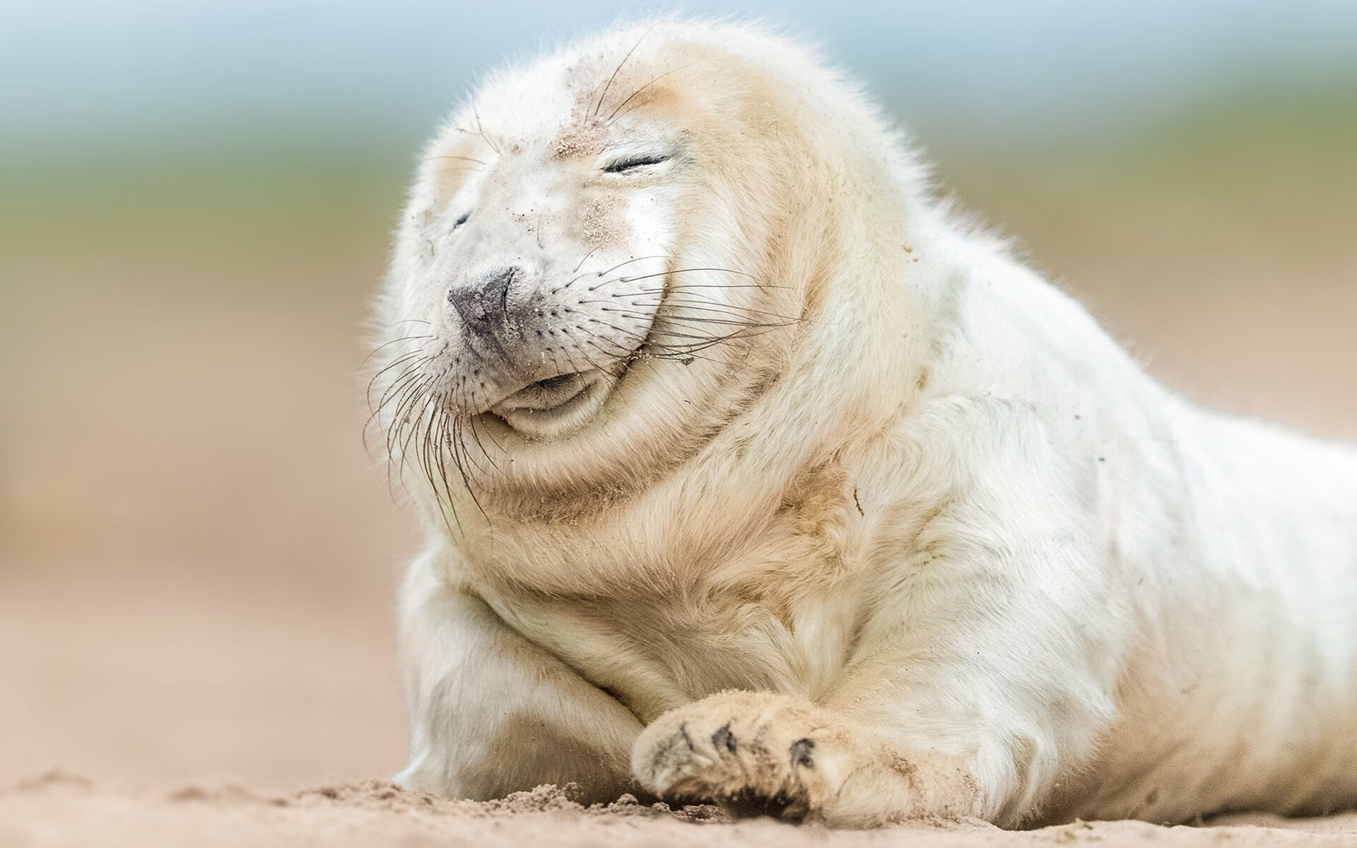 开云下载-足球技能等级认证证书首批颁发仪式举行，足球技术等级