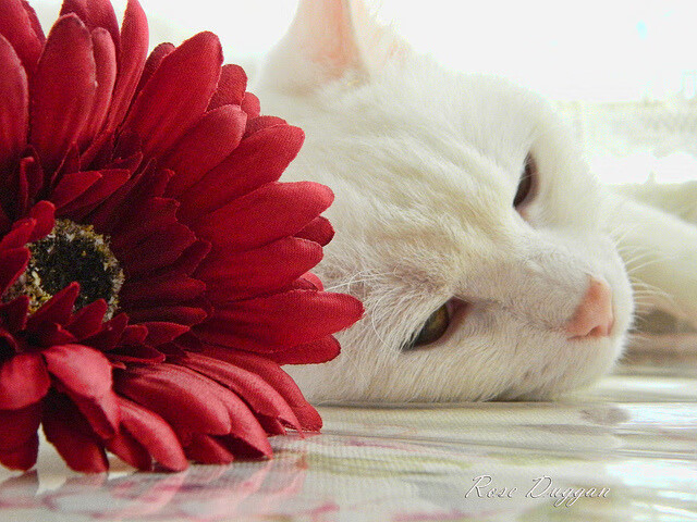 kaiyun网站-哈兰德荣膺欧洲金靴奖，进球如麻，哈兰德欧洲金童