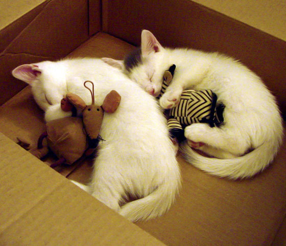 kaiyun 开云体育-广东宏远签下强援，增强阵容深度，最新广东宏远重磅引援消息