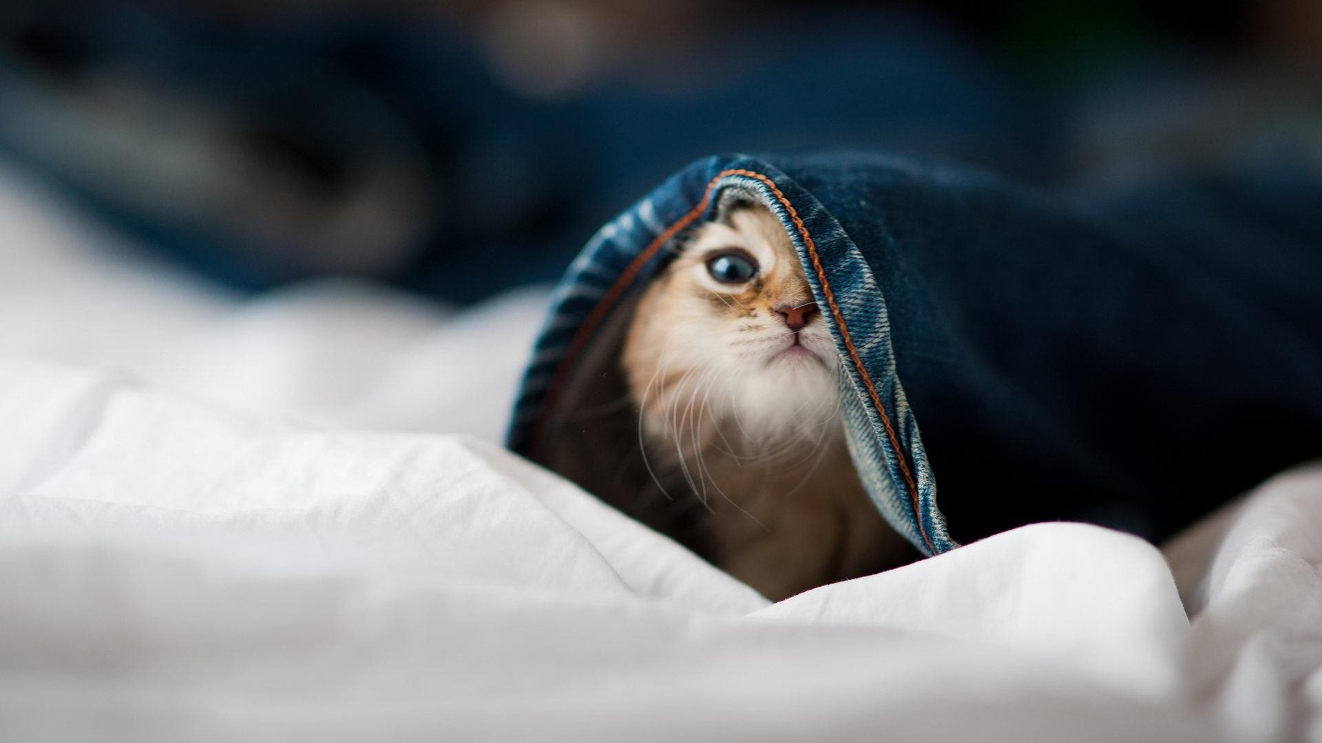 kaiyun-竞技大赛！球员表现出色引发球迷热议，竞赛球有什么用