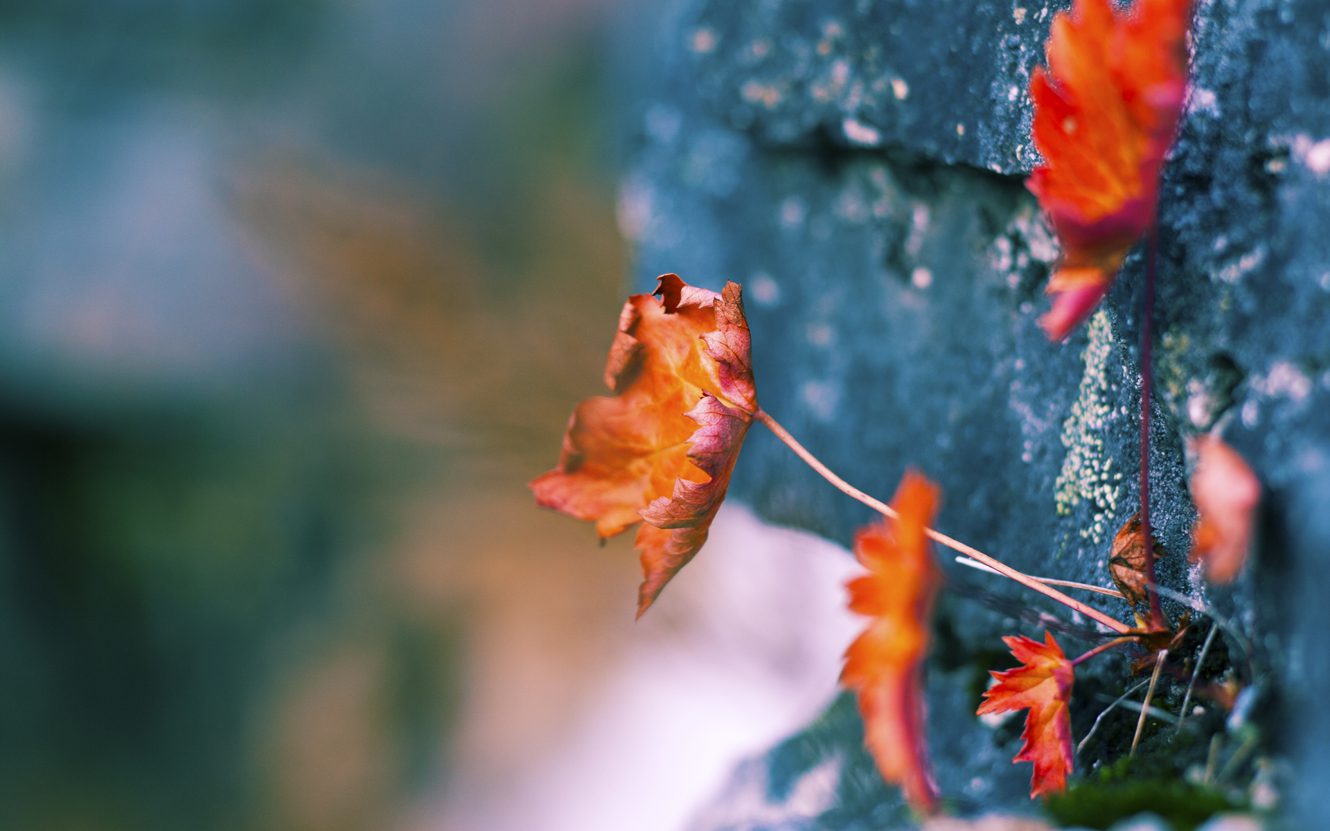 开云·体育全站登录地址-般尼茅斯主场高歌，将胜利进行到底！，般尼茅夫