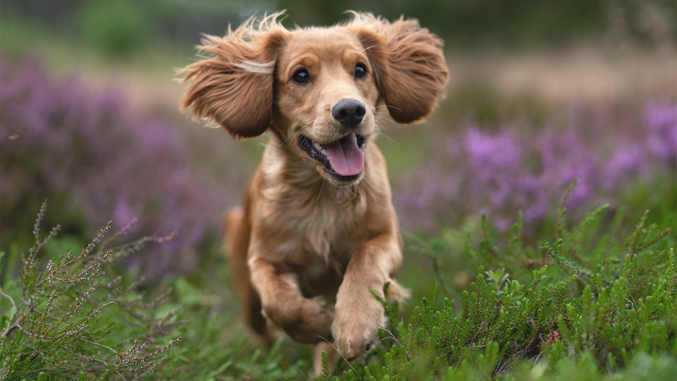 开云全站-连续胜利！一支强队在欧洲杯预选赛中表现抢眼，欧洲杯 预选赛