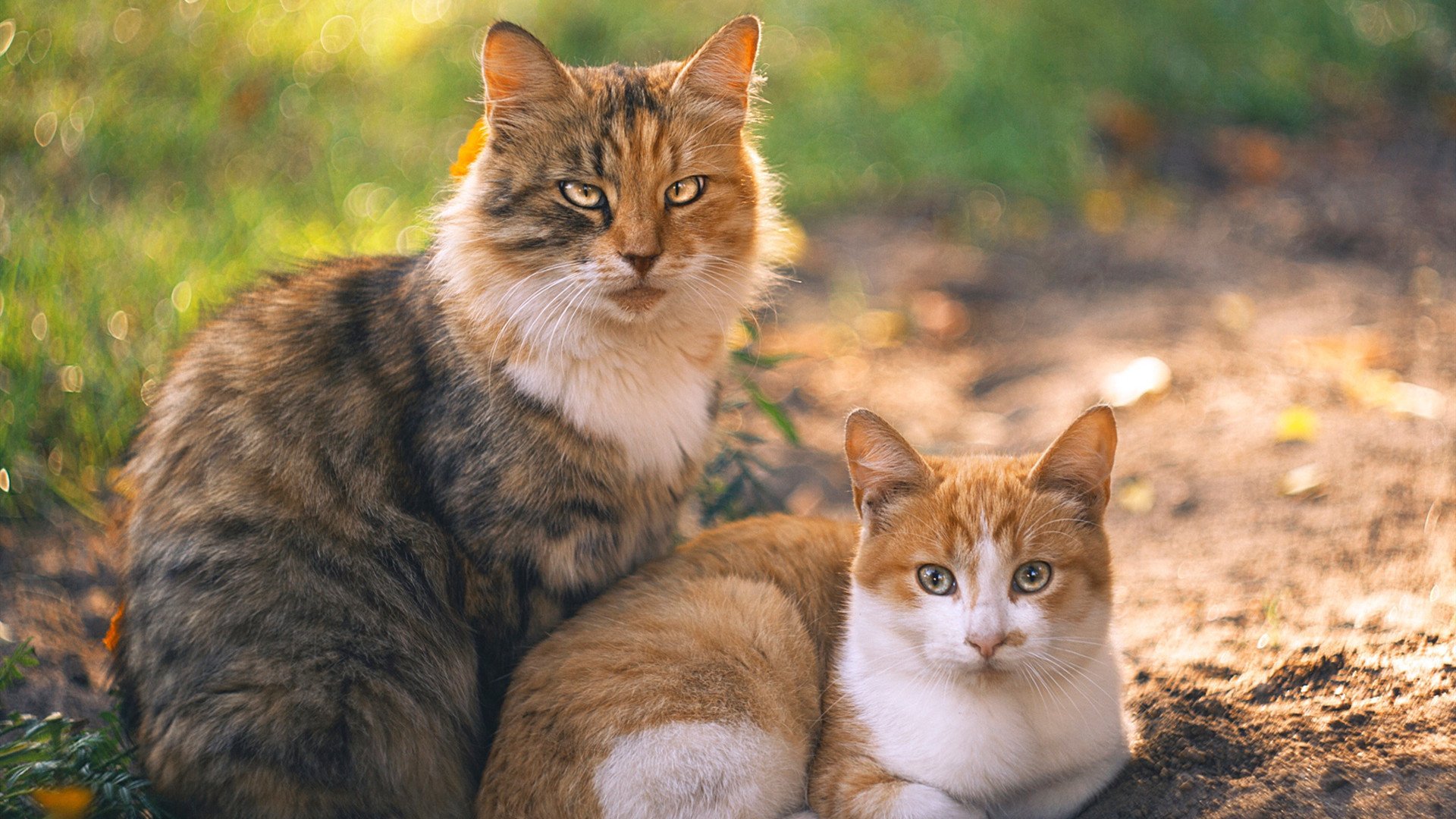 雄狮连胜收获三连胜,季后赛前景大好,2021雄狮联盟最新消息