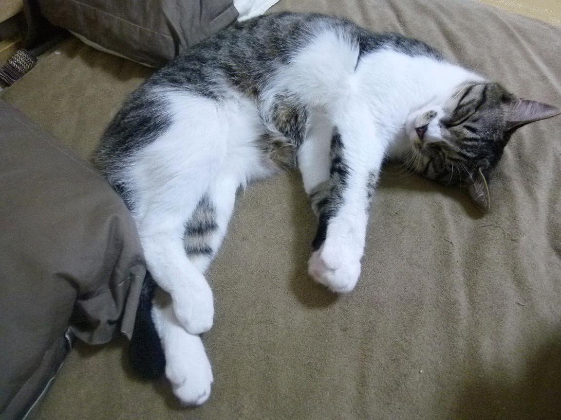 开云官网APP下载-国家队落后时心态崩盘是否源自集训结构，国家队存在