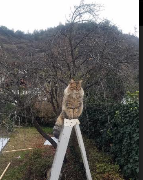 开云首页登录-季后赛首轮对心理战的影响，首次季后赛得分
