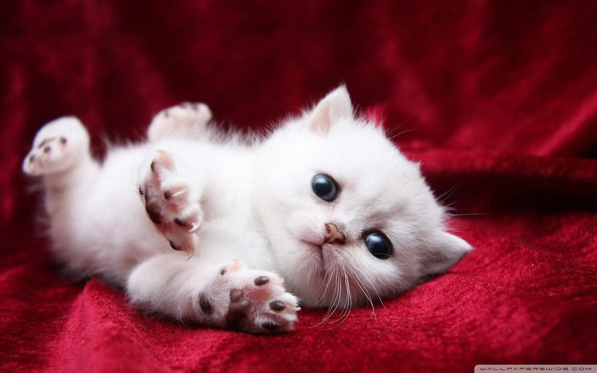 开云官网在线-田径国家队教练团队实现多项目协作交流，田径国家队训练