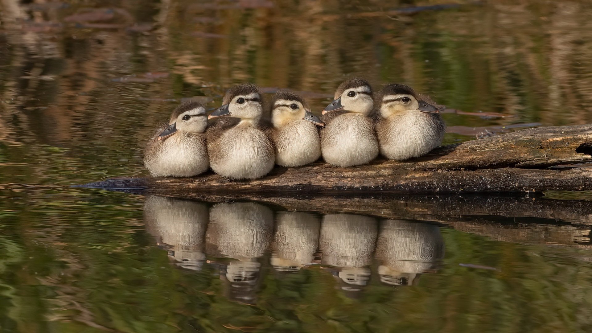 开云官方-美国队赛制分析：如何根据赛制优化球员的技术发挥，美国足球联赛赛制