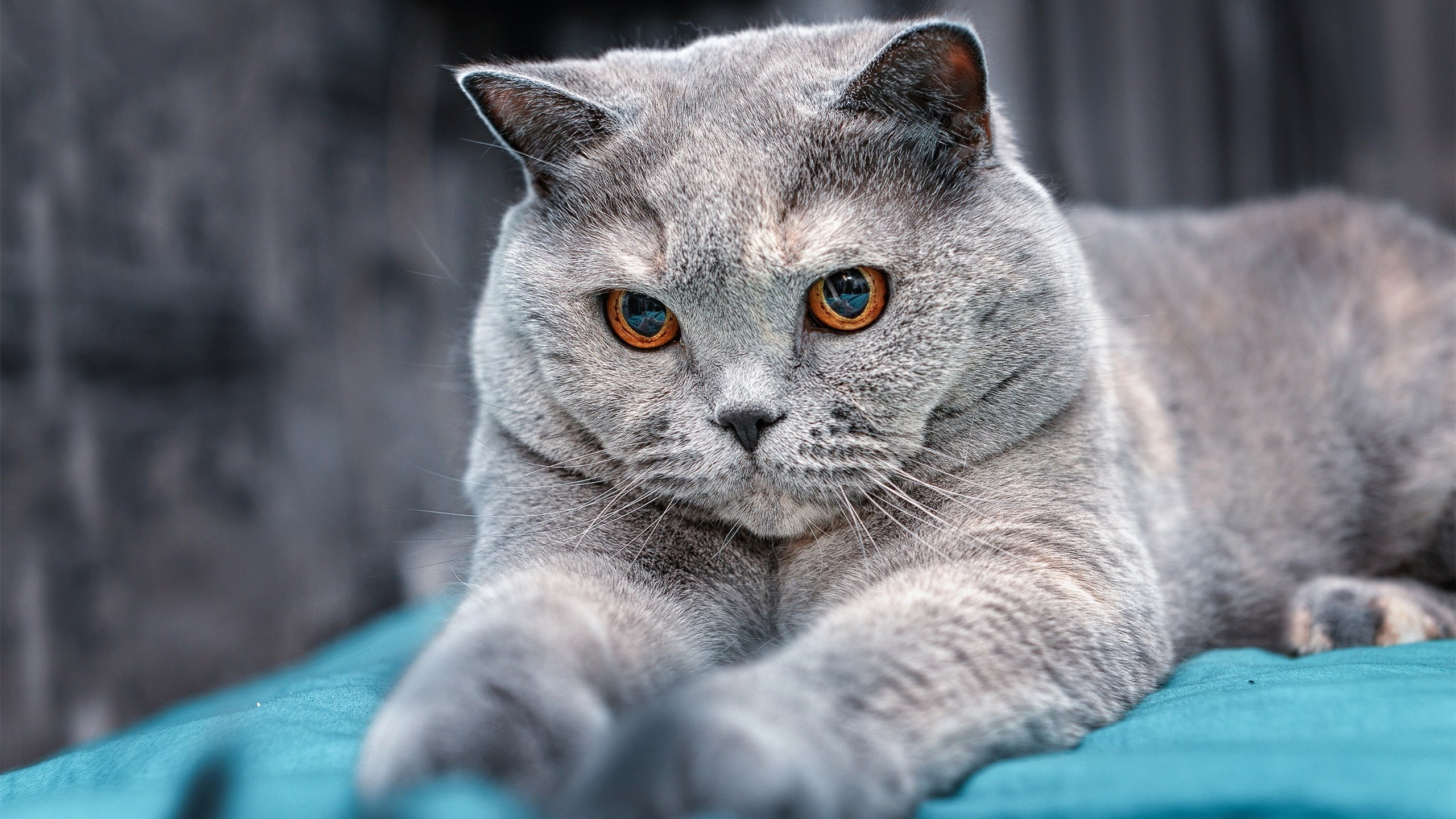 开云·体育官网-蝶泳200米分段数据揭示“后程发力”趋势