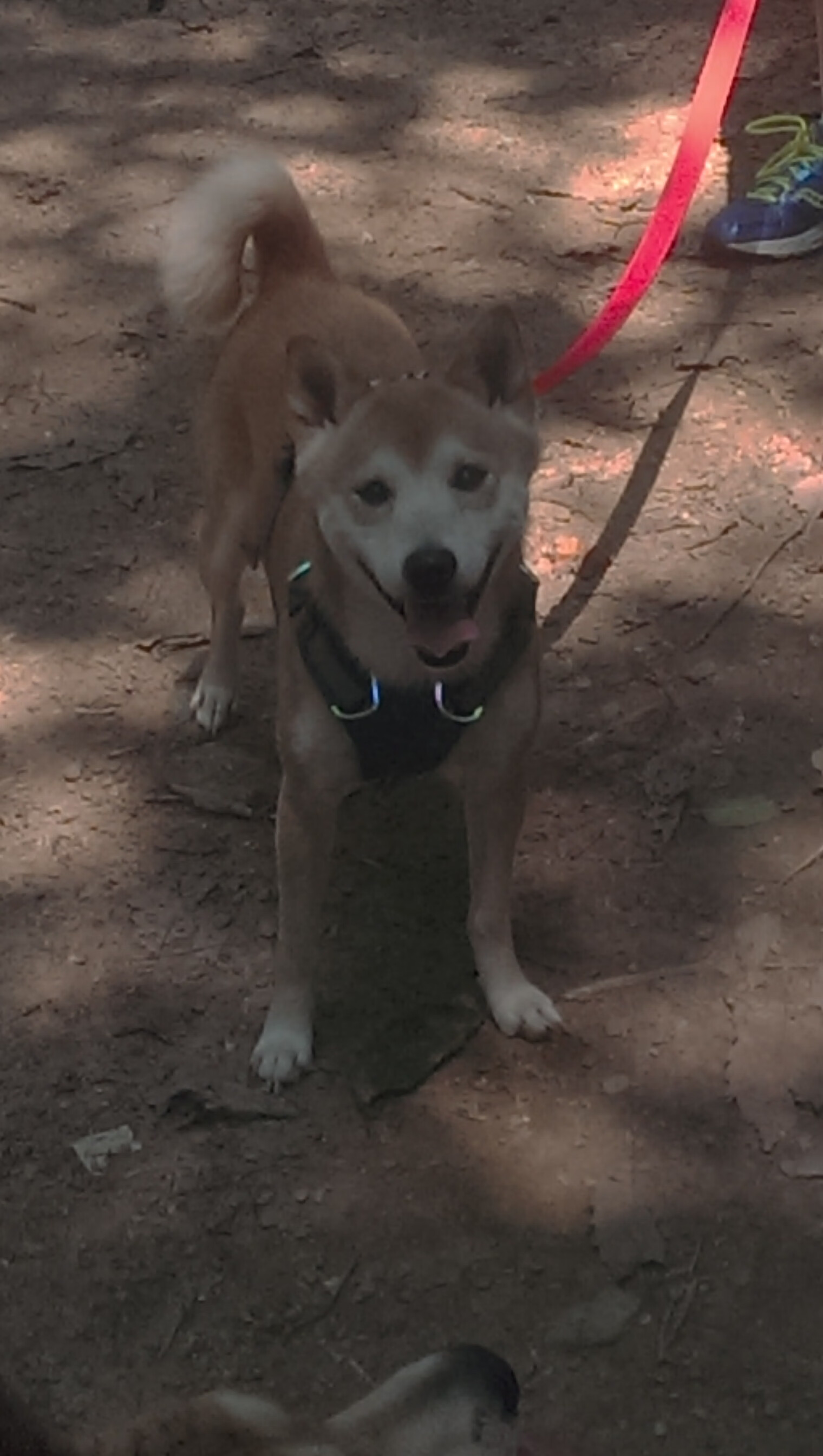 KAIYUN 中国大陆-曹缘3米跳板决赛冲刺阶段表现抢眼，曹缘十米跳台